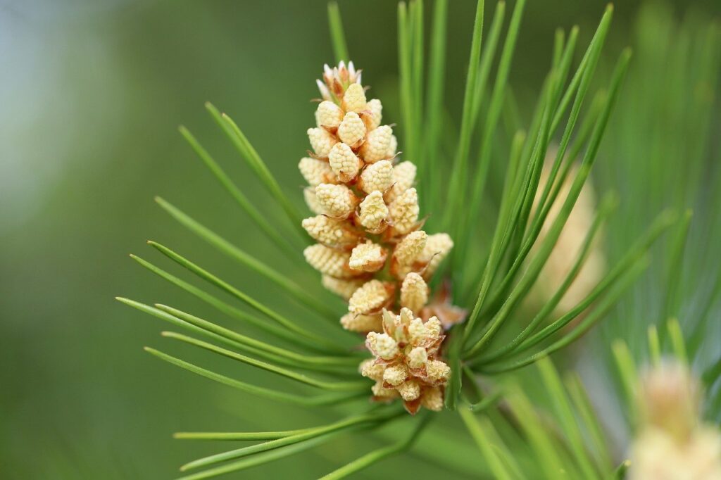 jaw, black pine, pine cones-8024092.jpg